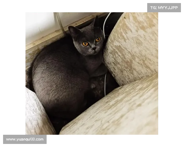 汉普顿揭秘西班牙门将小抄事件 机智反应将其水瓶中的小纸条扔掉